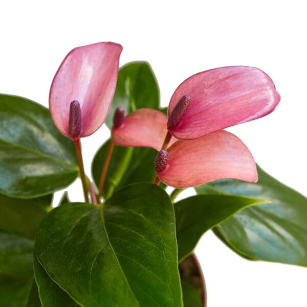 Two pink flowers in a pot on a white background at a top garden center near me.