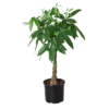A small potted plant on a dark background.