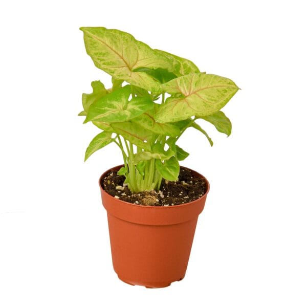 A potted plant on a white background available at a nearby nursery.
