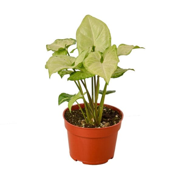 A red potted plant on a white background near a garden center.