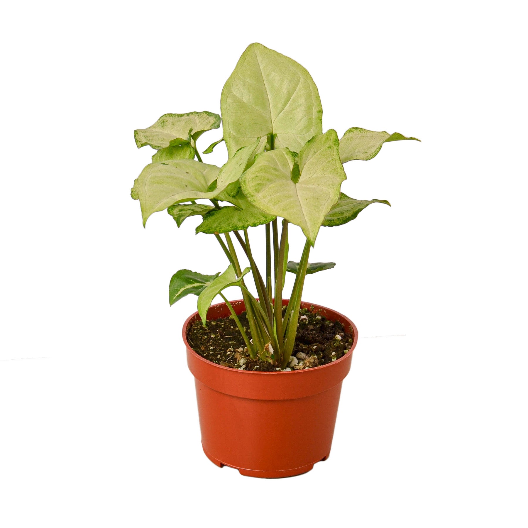 A red potted plant on a white background near a garden center.