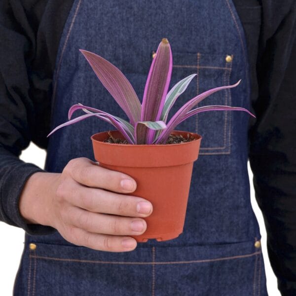 A man holding a potted purple plant at a nearby nursery.