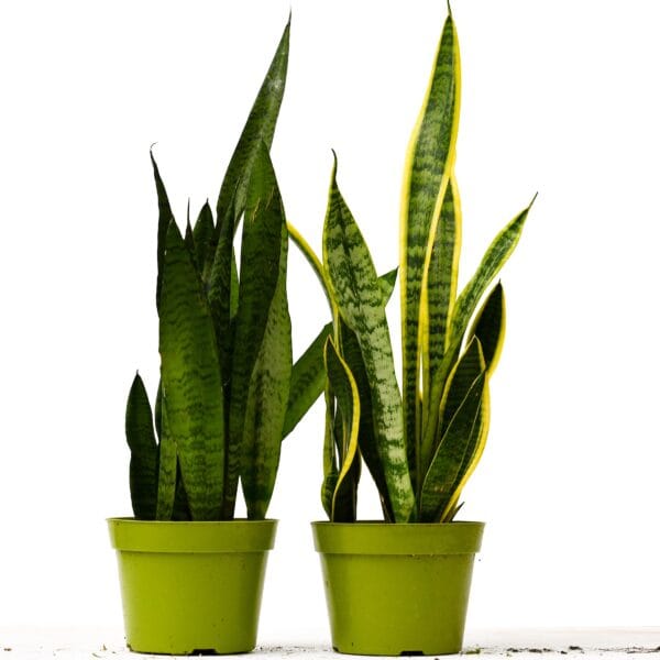 Two snake plants in green pots on a white background at a plant nursery near me.