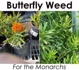 Butterfly weed for the monarchs at the best nursery near me.