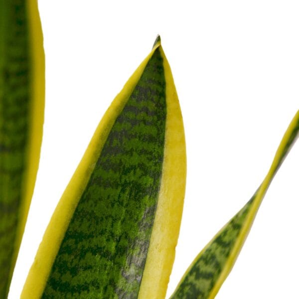 A vibrant yellow and green plant at a nearby garden center.