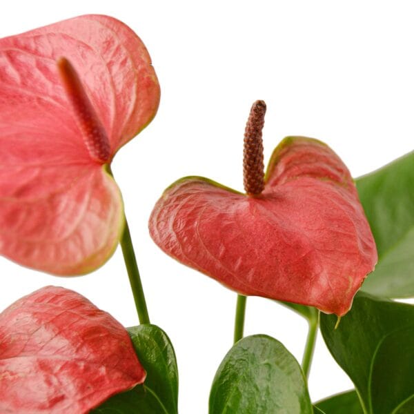 A vibrant arrangement of pink flowers in a pot, set against a clean white background.