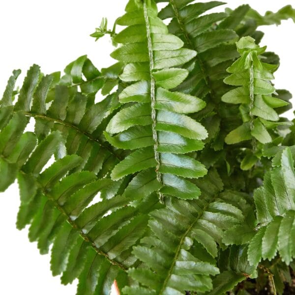 A fern plant in a pot on a white background, available at one of the best plant nurseries near me.