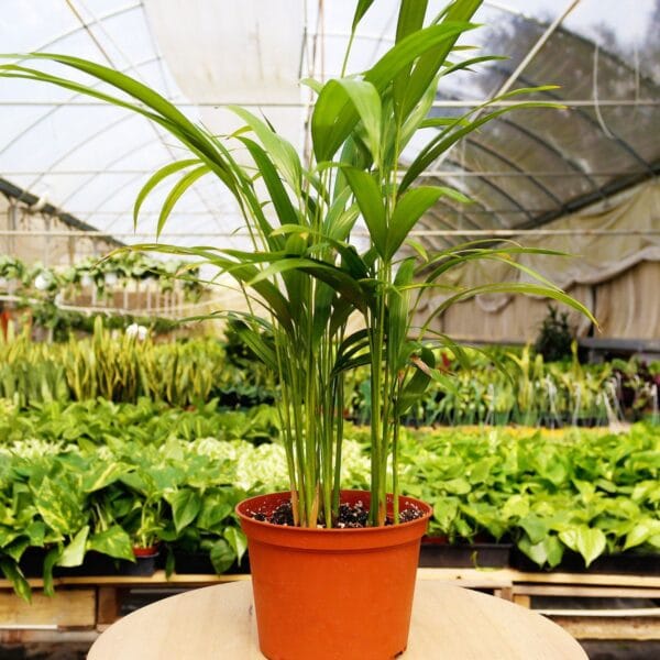 A potted plant in a greenhouse at the best plant nursery near me.