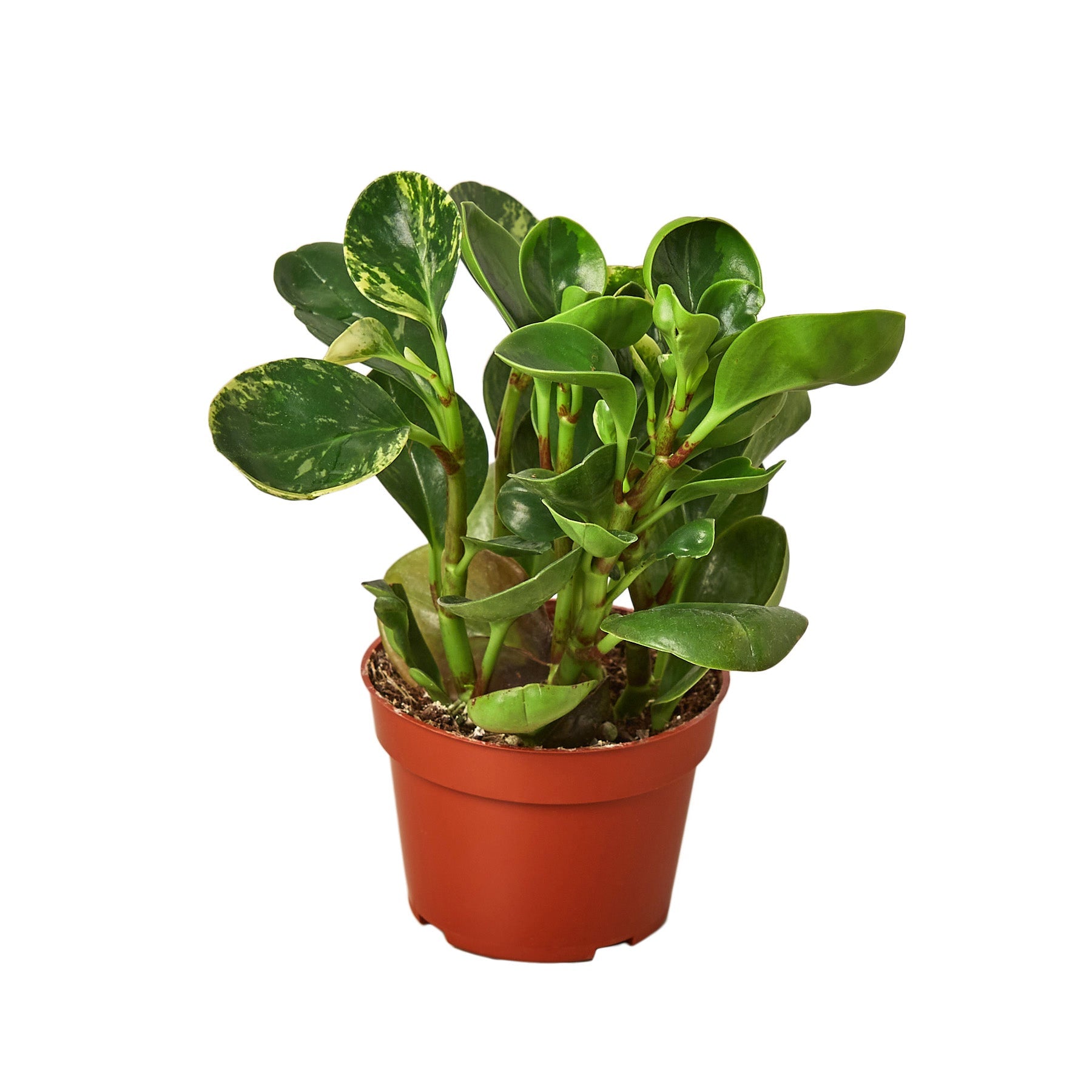 A small plant in a pot on a white background at a garden center near me.