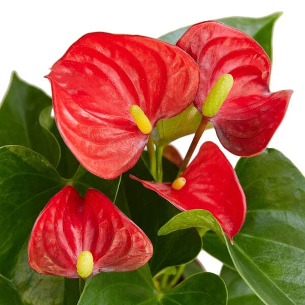 Red anthurium flowers on a white background. Top garden centers near me.