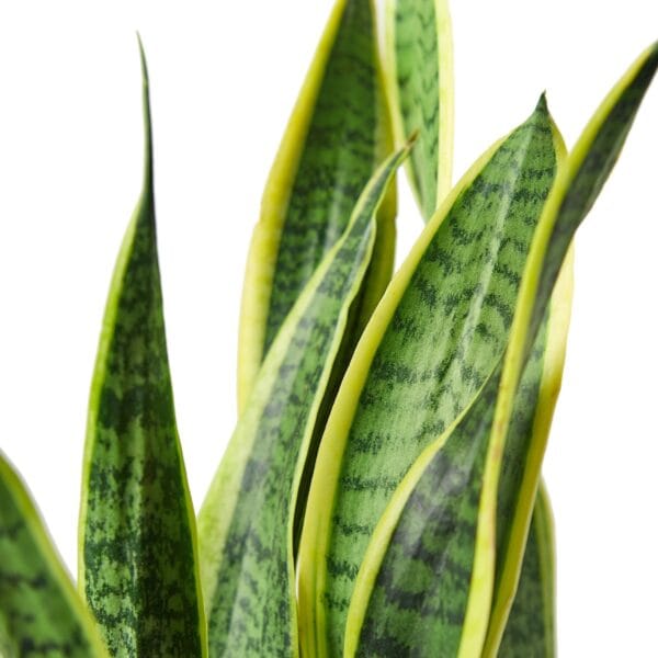 A snake plant on a white background, available at a nearby garden center.
