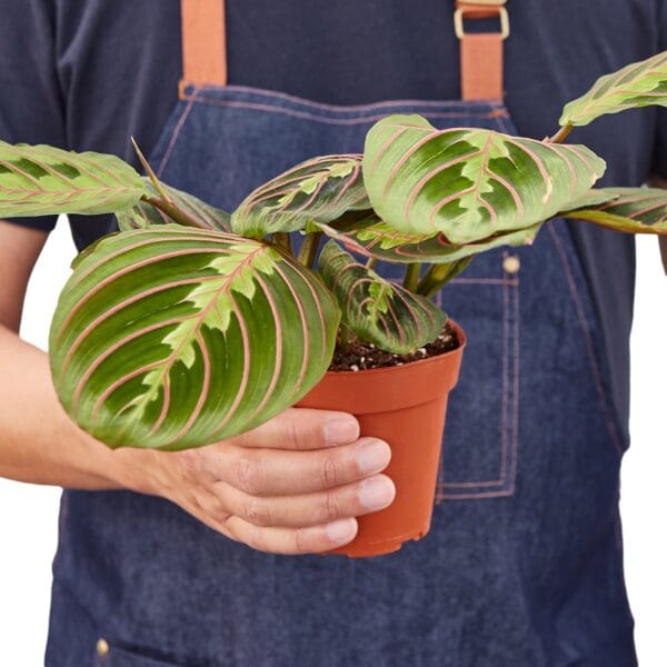 A man holding a plant in a pot from one of the top plant nurseries near me.