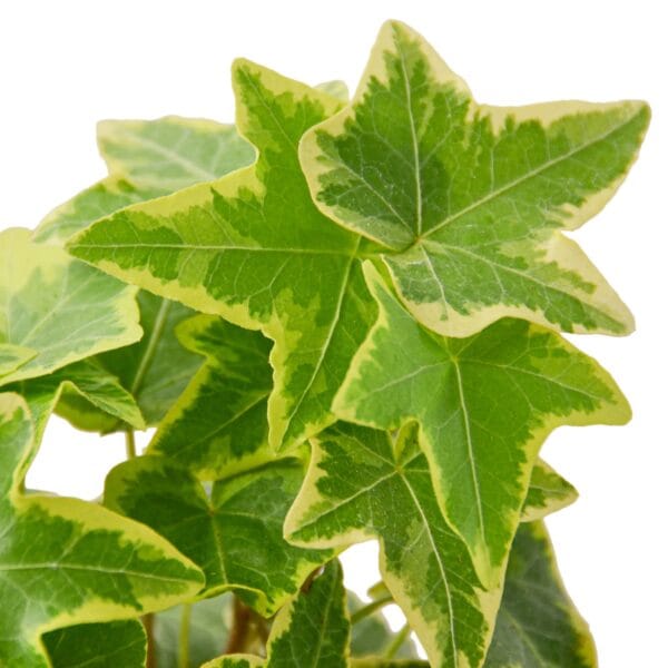 An ivy plant with green leaves on a white background from the best plant nursery near me.