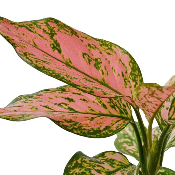 A plant with pink and green leaves against a white background, available at the best garden center near me.