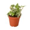 An ivy plant in a pot on a white background.