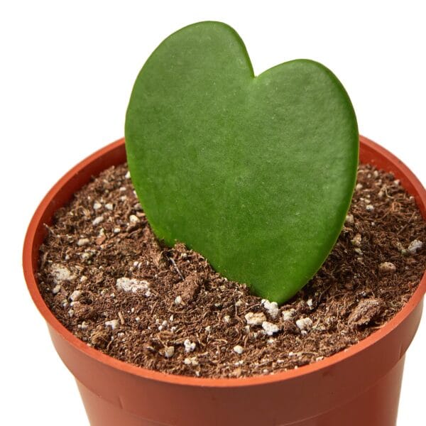 A heart shaped plant in a pot on a white background at one of the top plant nurseries near me.