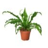 A top-rated plant in a pot on a white background.