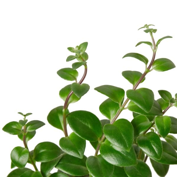 A plant with green leaves against a white background available at the best garden center near me