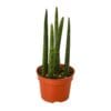 A snake plant in a red pot on a white background at the best nursery near me.