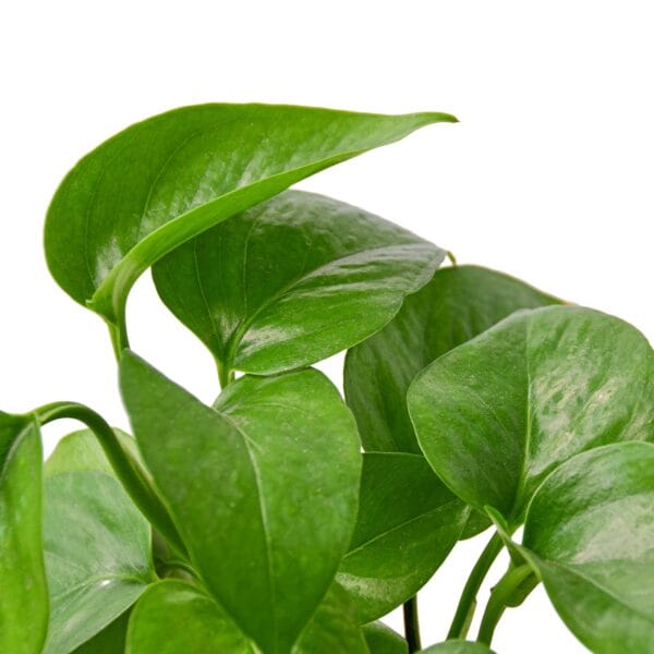 A green-leafed plant with a white background available at a nearby garden center or plant nursery.