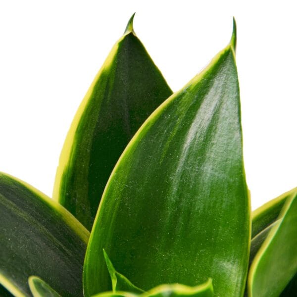 A close up of a plant in a garden center.