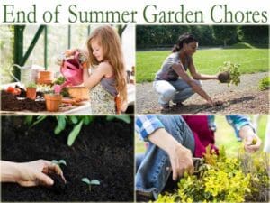 End of summer garden chores at the best nursery near me.