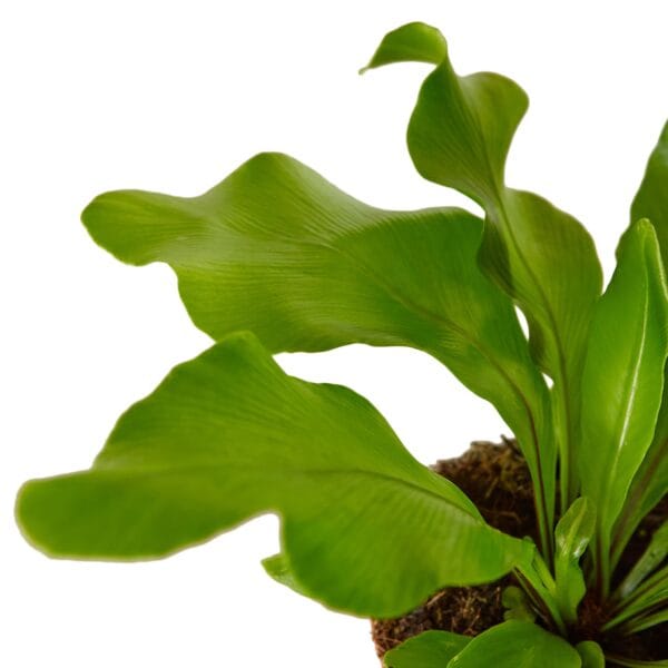 A green plant in a pot on a white background from one of the best garden nurseries near me.