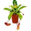A pitcher plant in a pot displayed on a white background, available at one of the top garden centers near me.