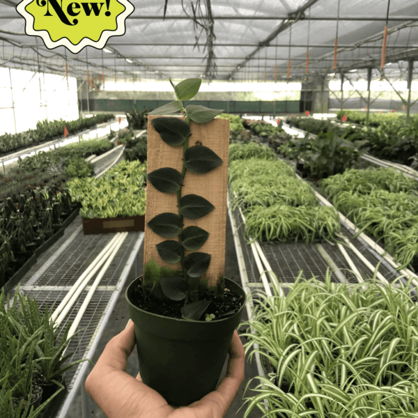 A person holding a potted plant in a greenhouse at the best nursery near me.