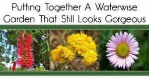 Creating a beautiful waterwise garden with the help of a nearby plant nursery or garden center.