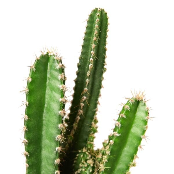 A cactus plant on a white background.