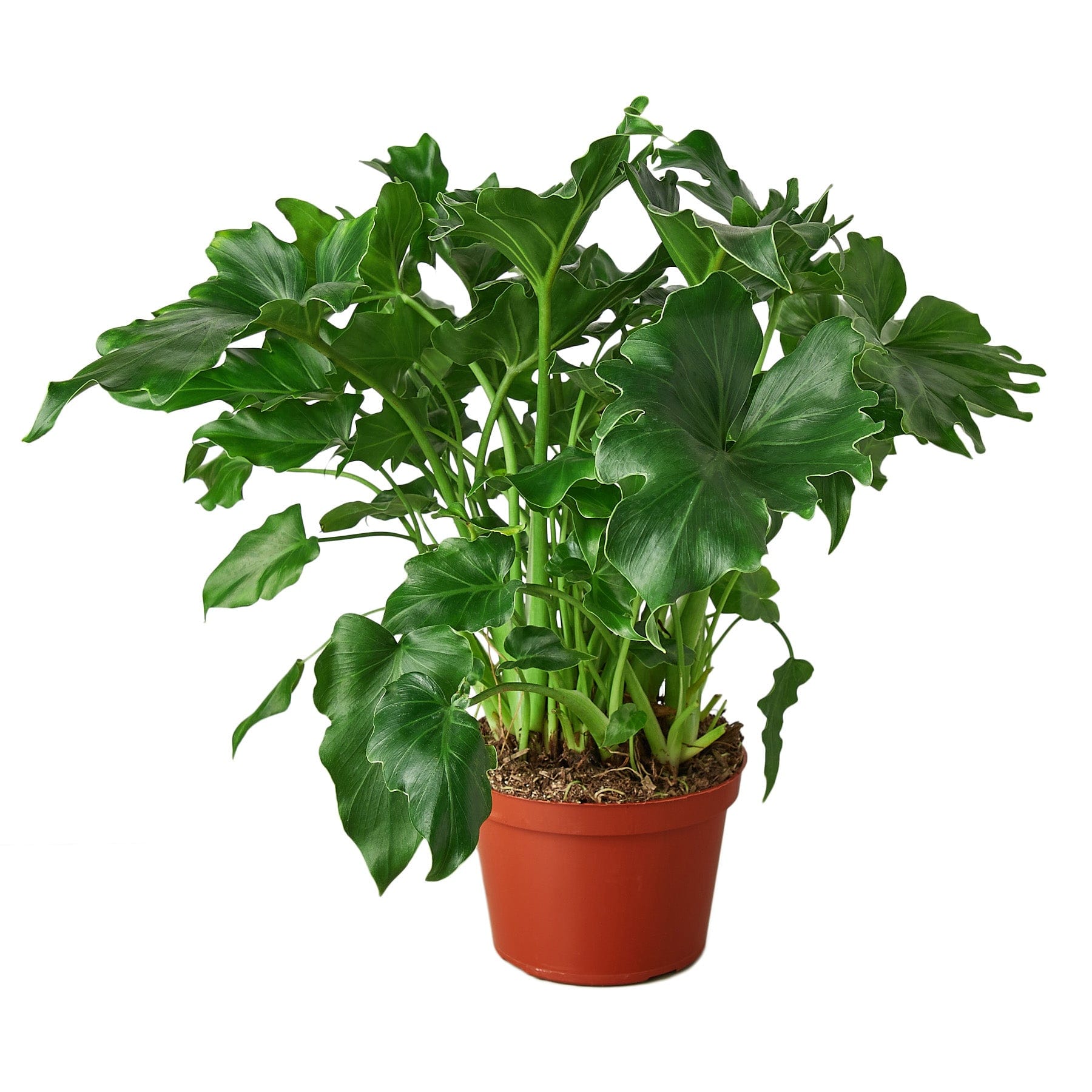 Philodendron ‘Little Hope’