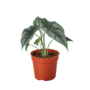 A plant in a pot displayed against a black background.