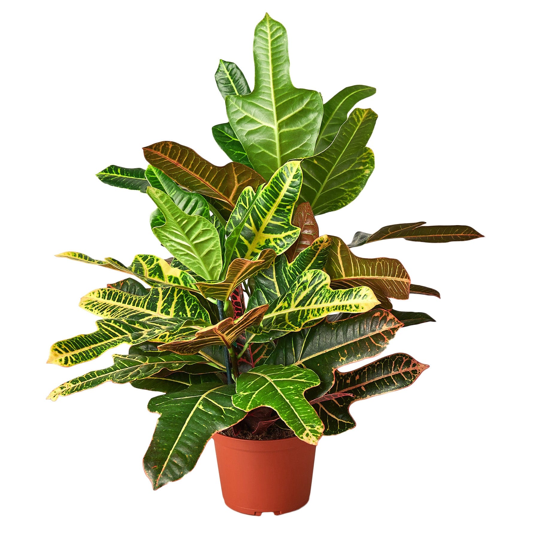 hanging plants cad CAD Vector Vegetable Plants Multi-Pack