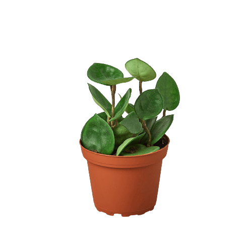 A small plant in a pot on a black background at one of the best plant nurseries near me.