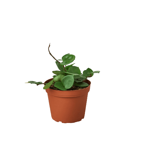 A small plant in a pot on a black background at the best plant nursery near me.