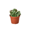 A cactus in a pot displayed on a black background at one of the top plant nurseries near me.