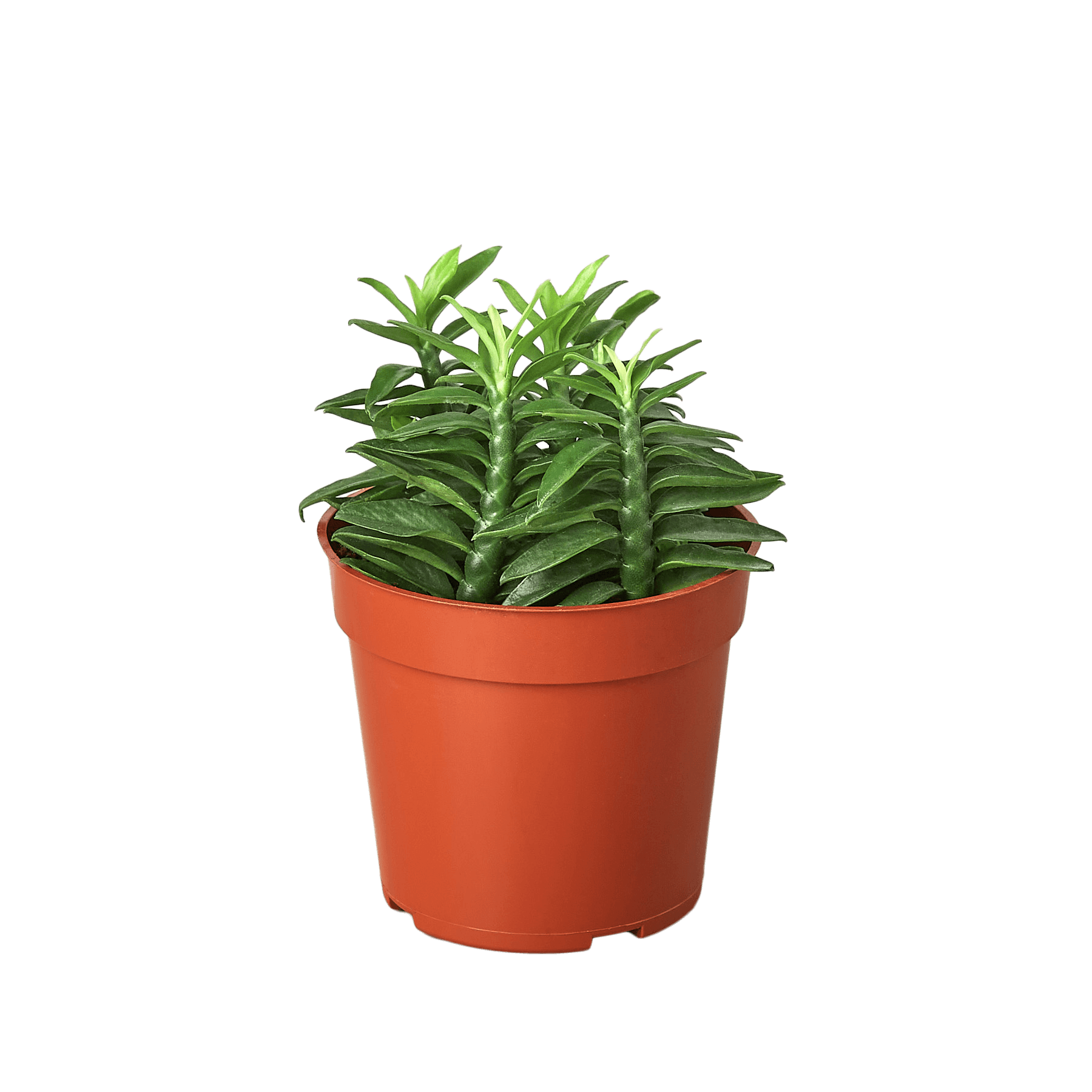 A plant in a red pot on a white surface, available at the best plant nursery near me.
