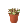 A succulent plant in a pot on a black background at a top garden center.