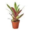 Find the best garden center near me for a stunning plant in a pot with vibrant red and green leaves.