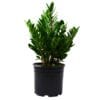 A small plant in a black pot on a white background at the best garden nursery near me.