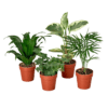 Four potted plants on a black background at one of the top plant nurseries near me.