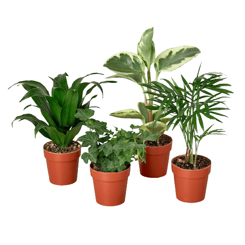 Four potted plants on a black background at one of the top plant nurseries near me.