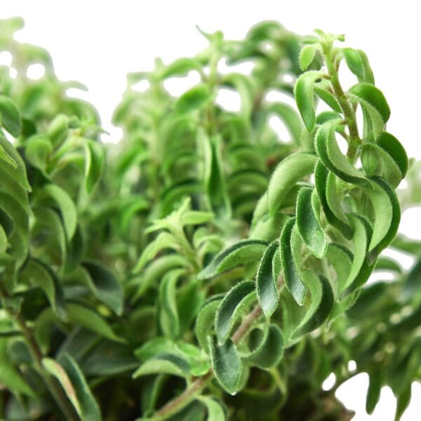 A green plant in a pot on a white background, showcased at one of the top plant nurseries near me.