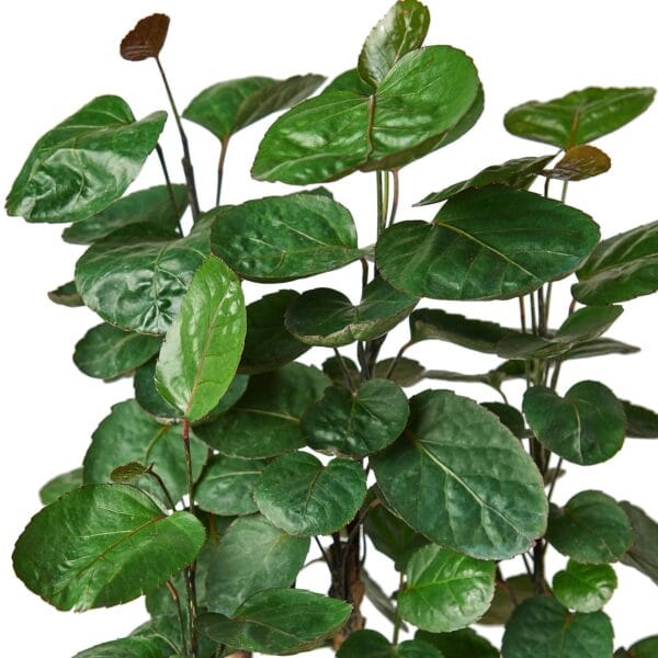 A plant with green leaves in a pot against a white background available at the top garden centers near me.
