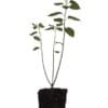 A small plant in a pot on a white background, perfect for the best plant nursery near me.