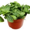A potted plant with green leaves on a white background. Visit the best plant nursery near me for top-quality plants.