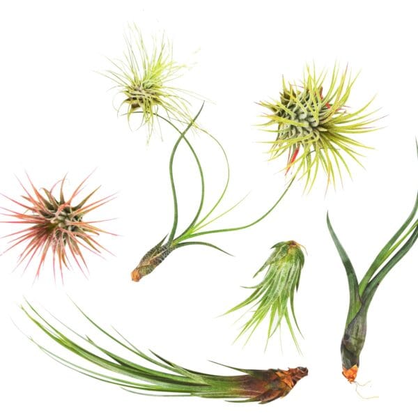 A group of air plants showcased on a white background at the best plant nursery near me.