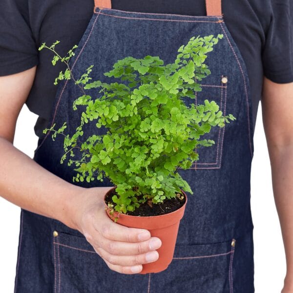 A man in an apron holding a potted plant at the best garden center near me.