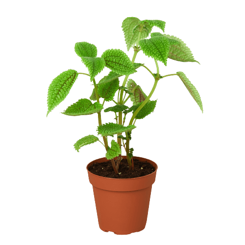 A small plant in a pot on a black background, perfect for those seeking the best garden nursery near me.